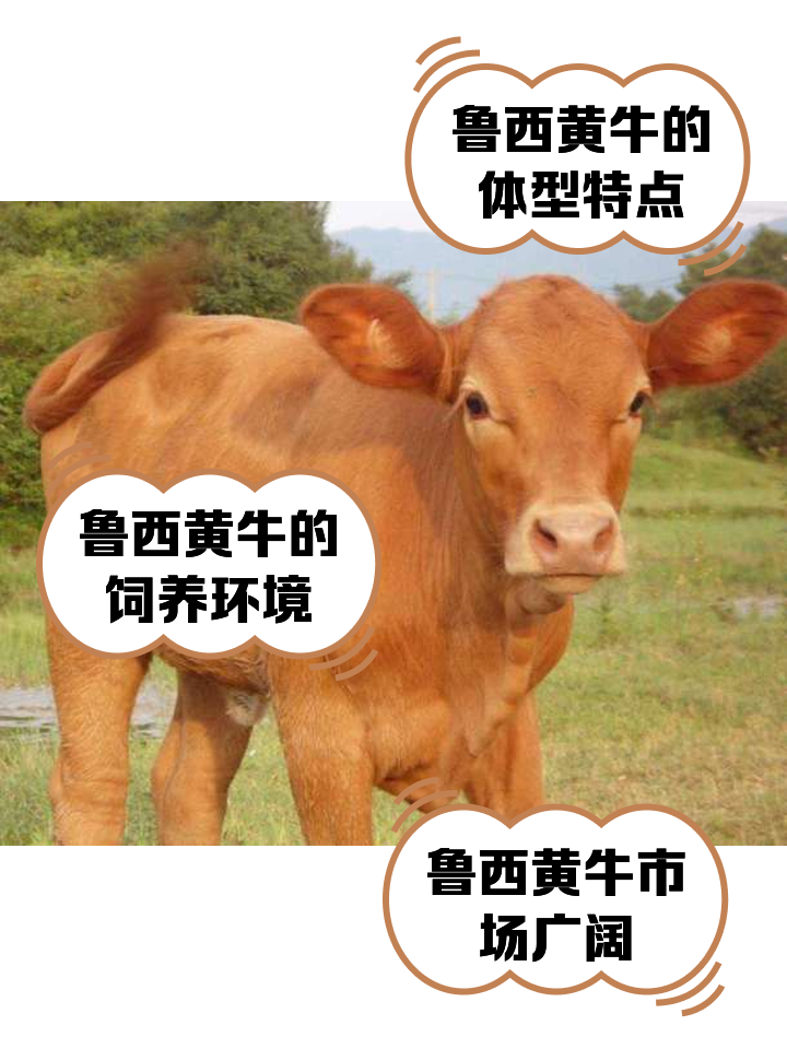 珠海最新医保取现黄牛方法分析(最方便真实的珠海医保取现黄牛怎么取方法)